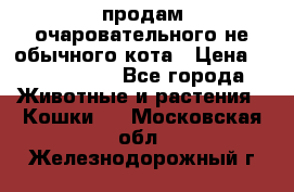 продам очаровательного не обычного кота › Цена ­ 7 000 000 - Все города Животные и растения » Кошки   . Московская обл.,Железнодорожный г.